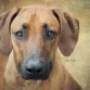 http://listadoderazasdeperrosygatos.blogspot.com/2015/02/raza-rhodesian-ridgeback.html